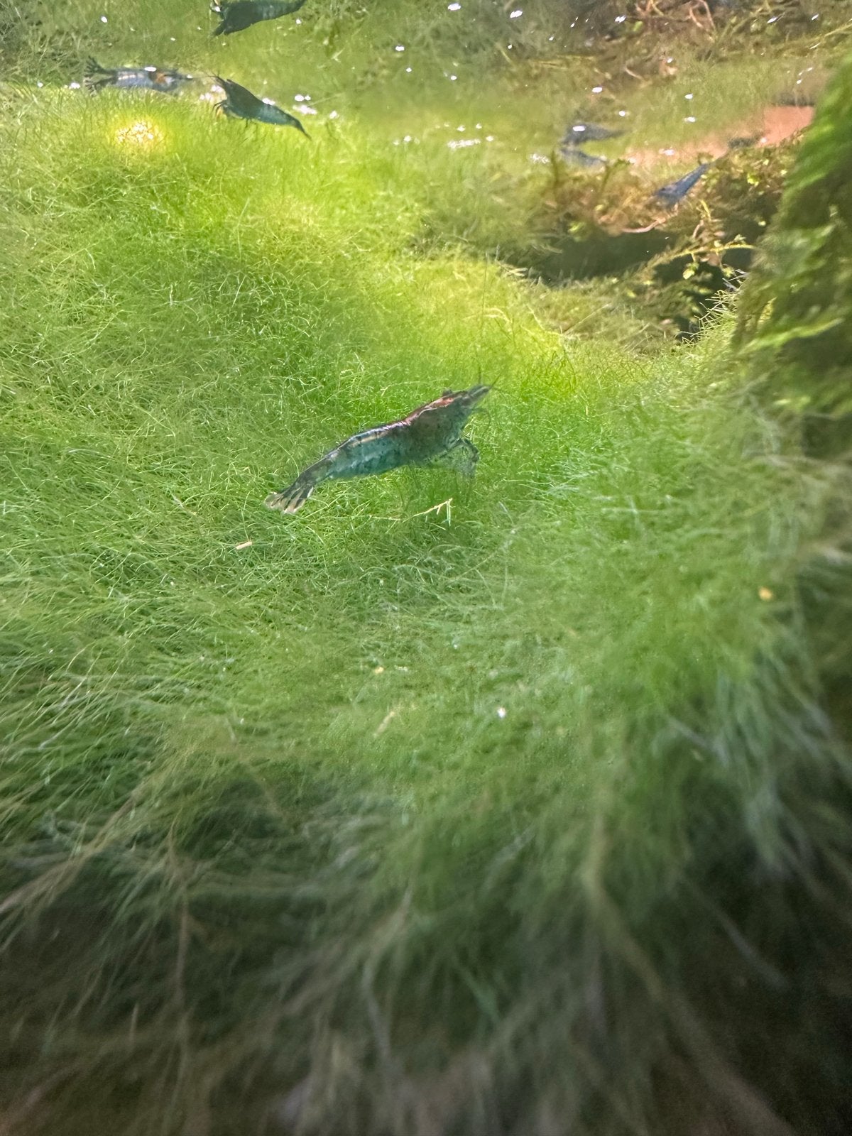 Blauwe garnaal zoetwater, Dieren en Toebehoren