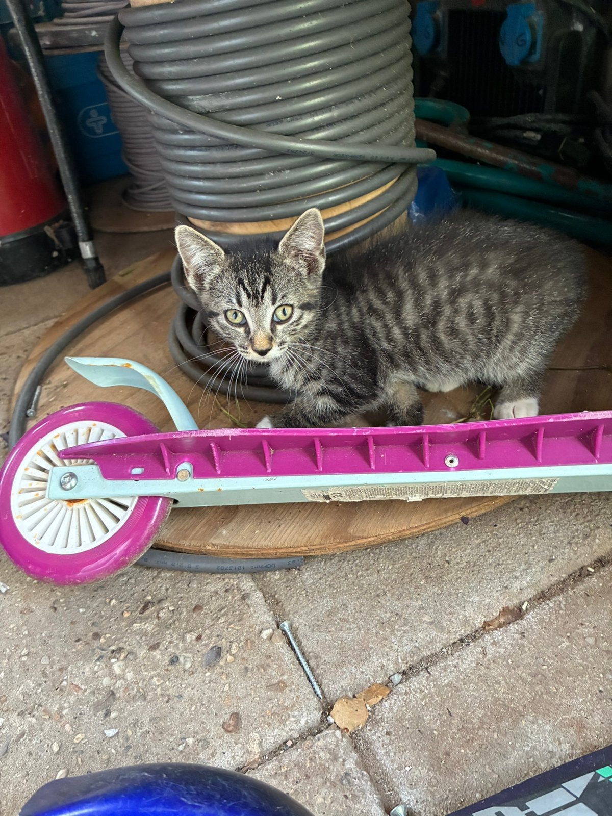 Kittens, Poes