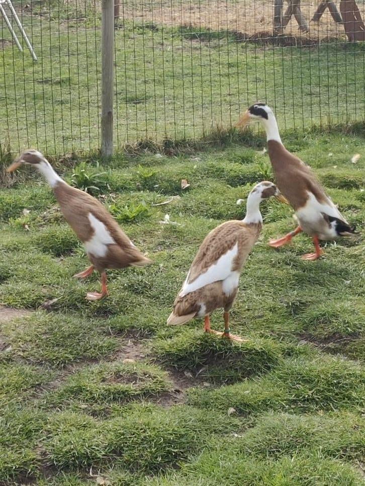 Broedeieren loopeenden, Dieren en Toebehoren