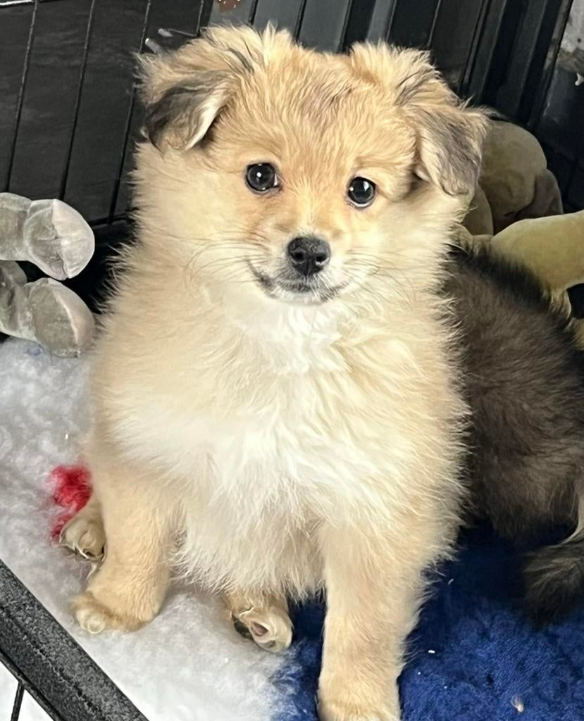 Pups 🩵🩵 zoeken een  ⭐️⭐️⭐️⭐️⭐️huis, Dieren en Toebehoren, Honden | Chihuahua's en Gezelschapshonden, Parvo, Overige rassen, 8 tot 15 weken
