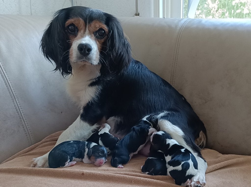 !!! Beaglier-puppy's  !!!, Parvo, Nederland, Overige rassen, 8 tot 15 weken