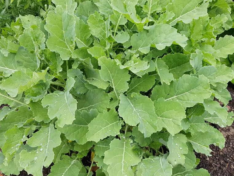 Eeuwig moes (Brassica oleracea var ramosa), Tuin en Terras, Planten | Tuinplanten, Ophalen, Volle zon