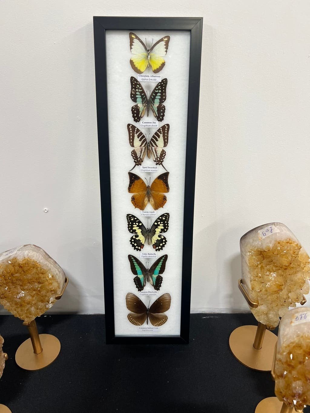 Opgezette vlinders in lijst, Ophalen of Verzenden, Nieuw, Insect, Opgezet dier