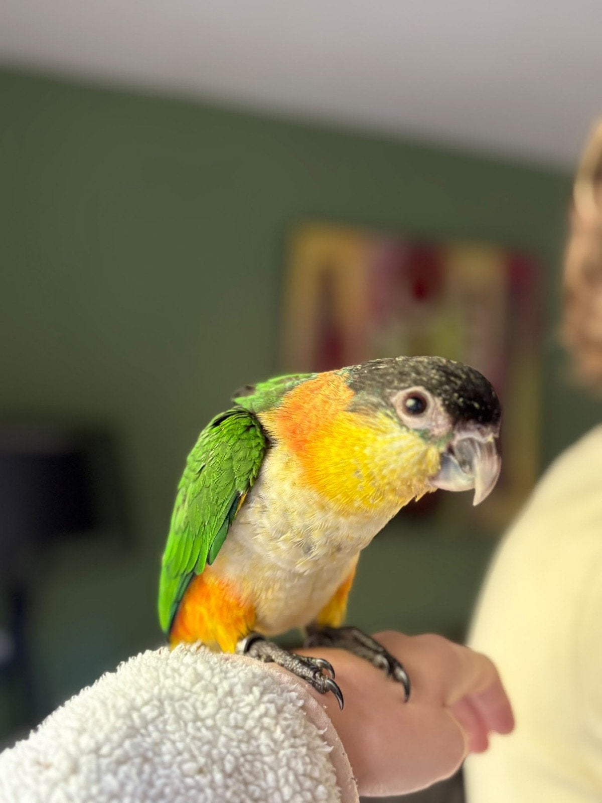 Jonge super tamme zwartkop caiques e.k., Dieren en Toebehoren, Papegaai, Geringd