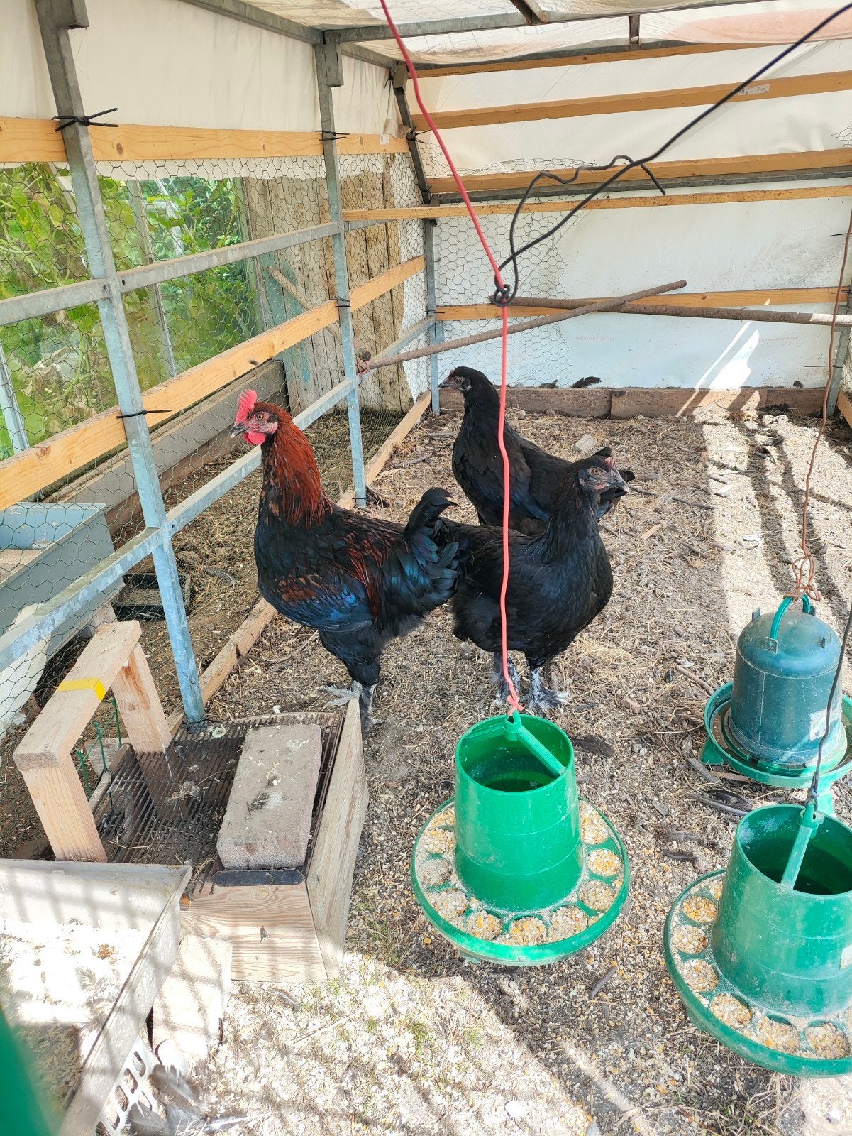 Marans kippen en haan, Meerdere dieren, Kip