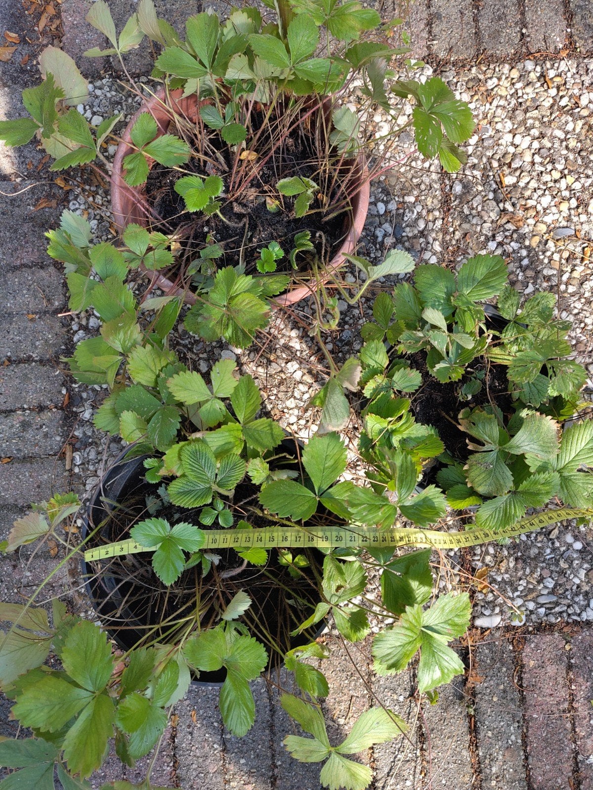 Grote biologische aardbeienplanten 5 euro per stuk OPHALEN, Tuin en Terras, Planten | Tuinplanten, Ophalen, Vaste plant, Fruitplanten