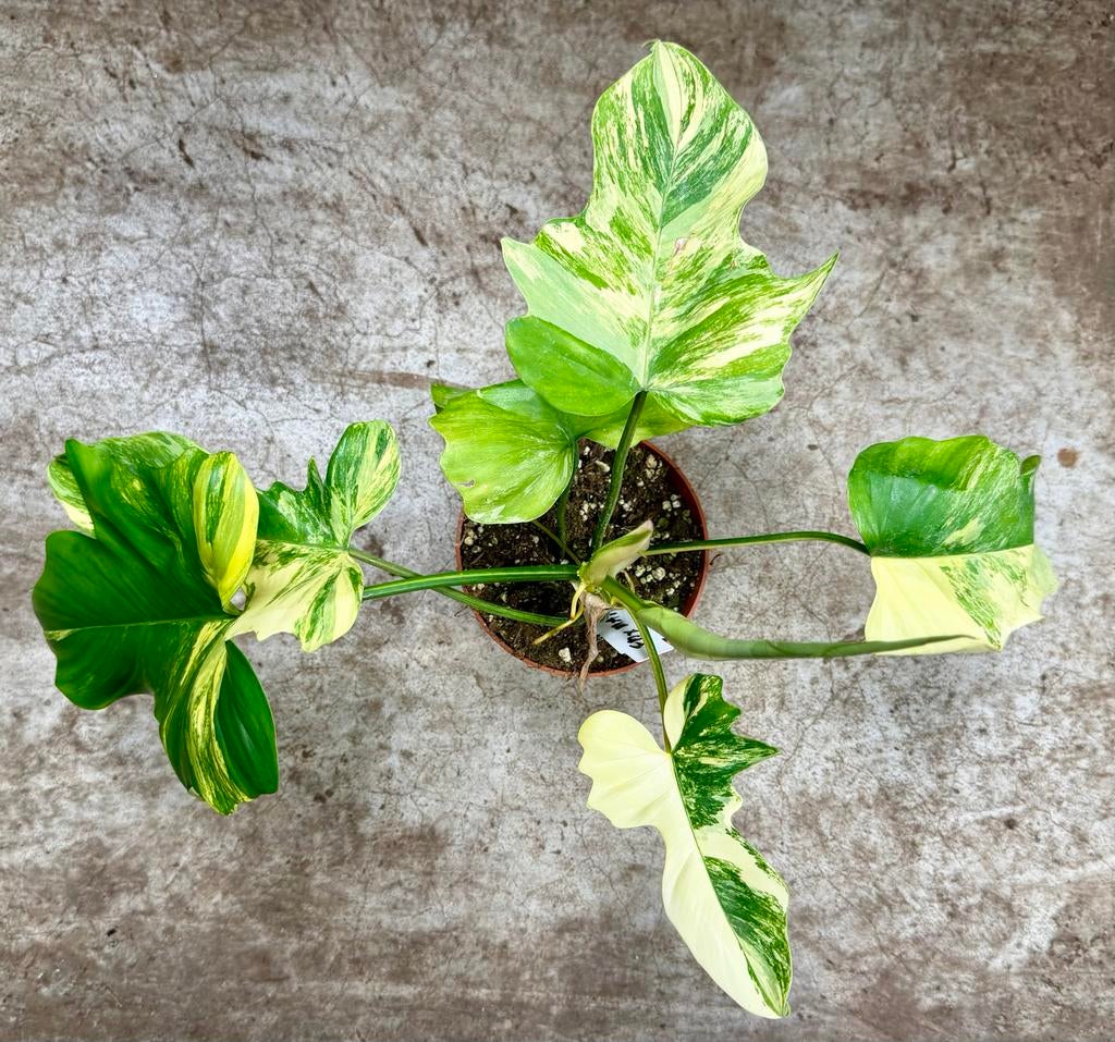 Philodendron Florida Beauty x Mayoi p12, Ophalen of Verzenden