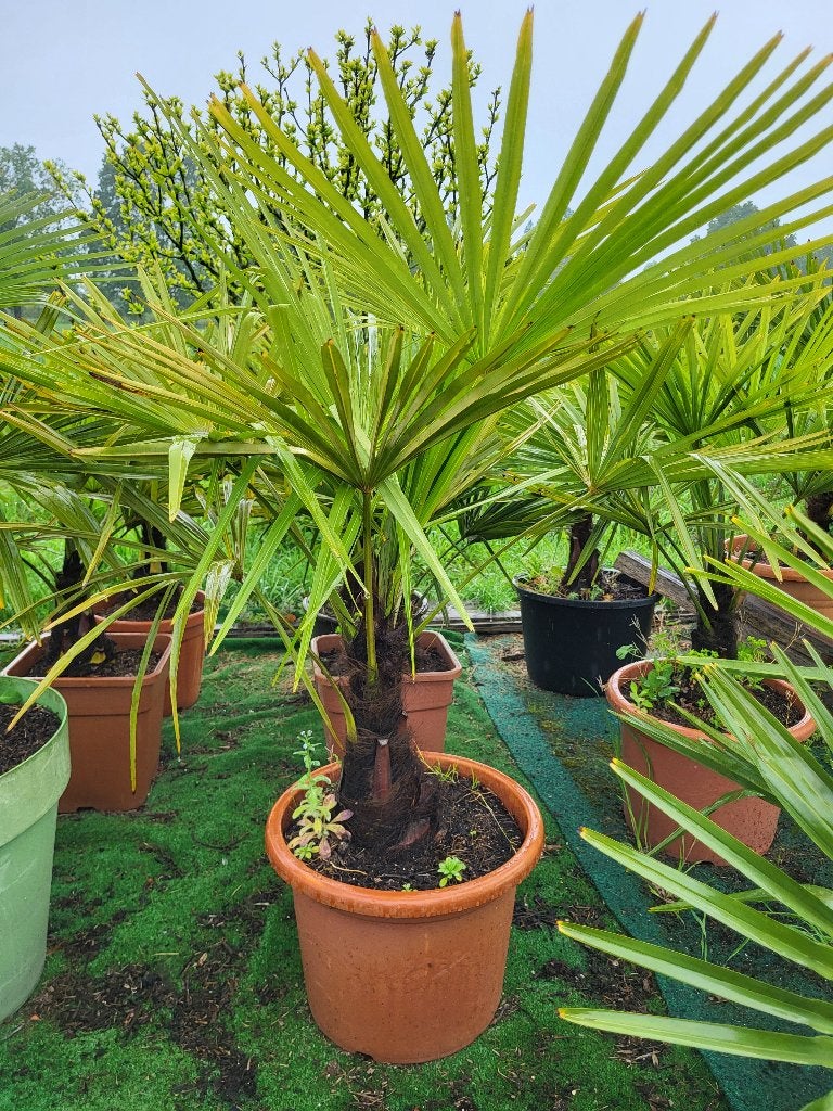 mooie palmbomen, diverse maten, Ophalen, Vaste plant, Overige soorten, Volle zon