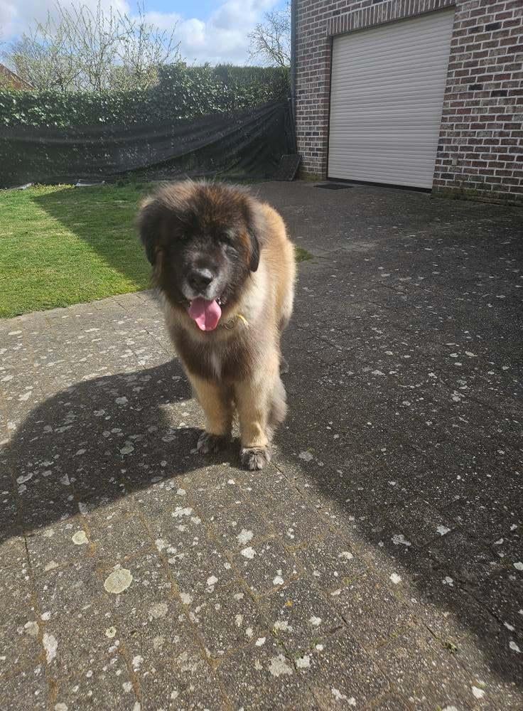 Trimsalon Tails of Joy – Molenbeersel (Kinrooi), Trimmen of Verzorging