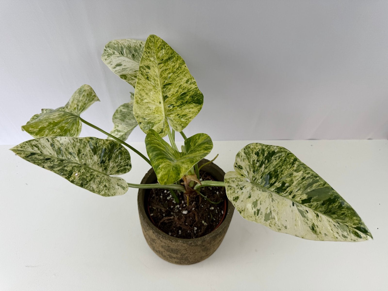 Philodendron Blizzard p15, Huis en Inrichting, Kamerplanten, Ophalen of Verzenden