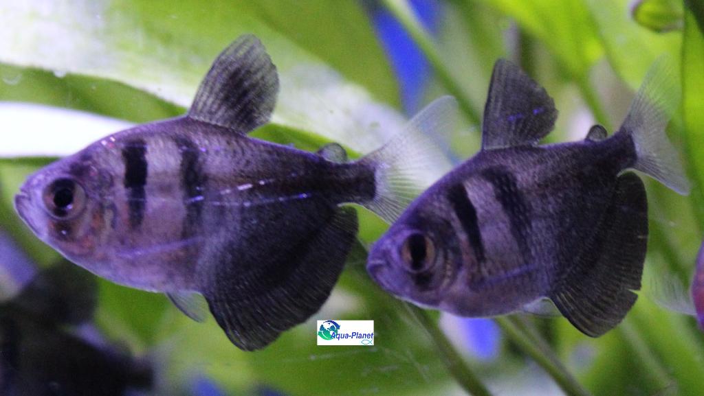 Zwarte Tetra, Dieren en Toebehoren, Vis, Zoetwatervis, Schoolvis