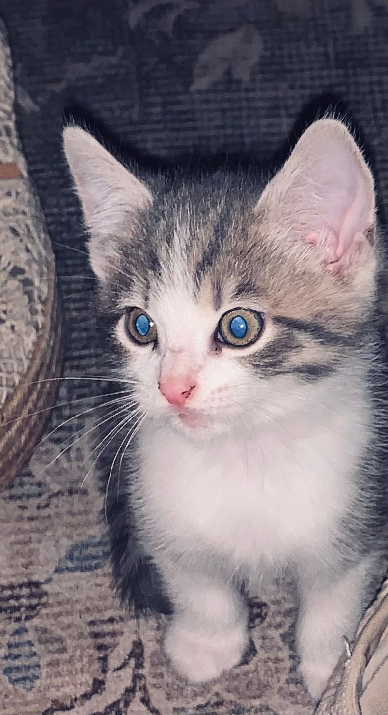 Op zoek naar een liefdevolle kitten(s) ?, Poes, Ontwormd, 0 tot 2 jaar