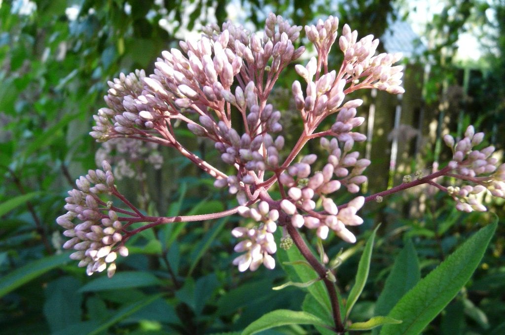 Koninginnekruid, Tuin en Terras, Planten | Tuinplanten, Volle zon, Vaste plant, Zomer, Ophalen