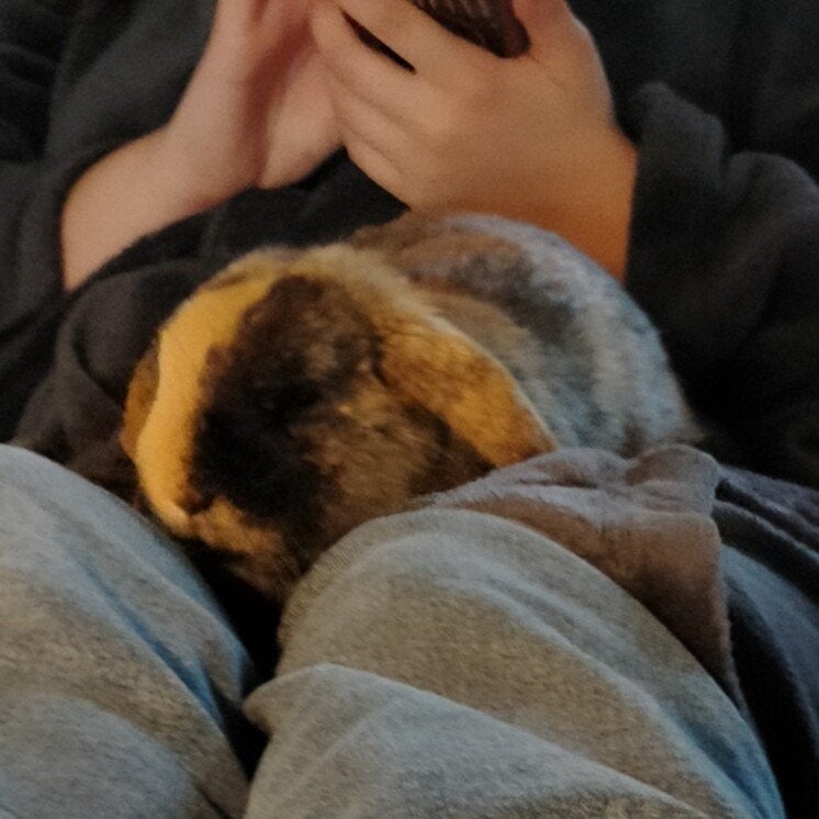 Konijn met hok en toebehoren, Dieren en Toebehoren, Konijnen, Mannelijk, Klein, Hangoor, 0 tot 2 jaar