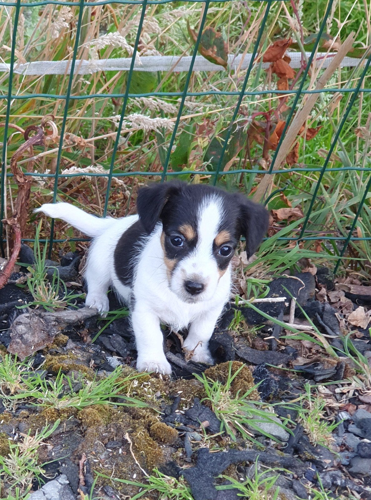 Echte ORIGINE JACK Russelltjes driekl laagb. Ruw+ brokencoat, Parvo, Jack Russell Terriër, 8 tot 15 weken, Meerdere