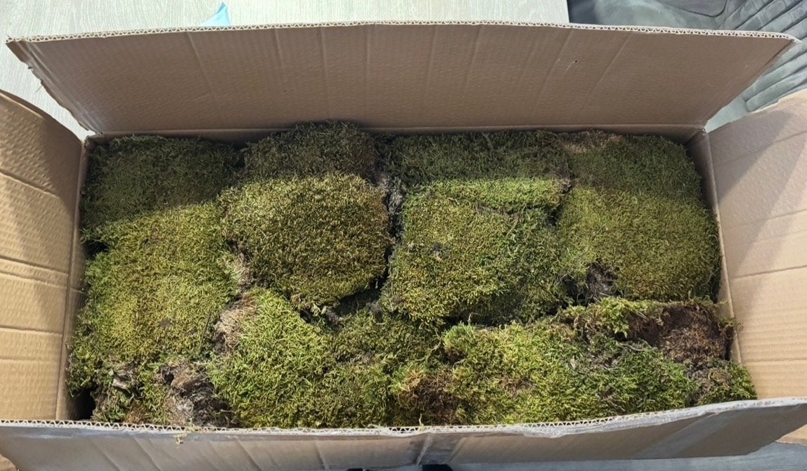 2kg Gedroogd Mos voor Decoratie en Tuin, Bodembedekkers, Vaste plant, Ophalen of Verzenden, Bloeit niet