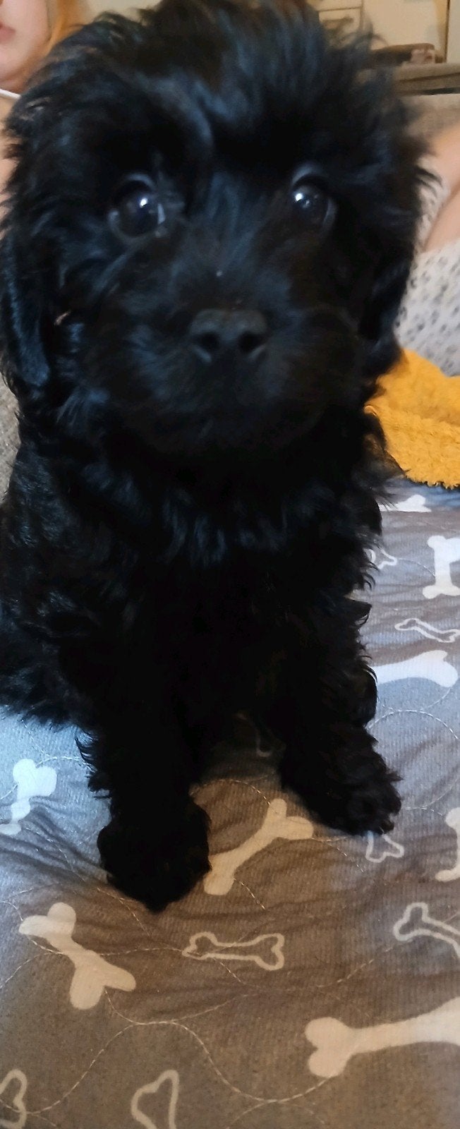 toy poedel x boomer kruising pup, Poedel, Reu, 8 tot 15 weken, Eén hond