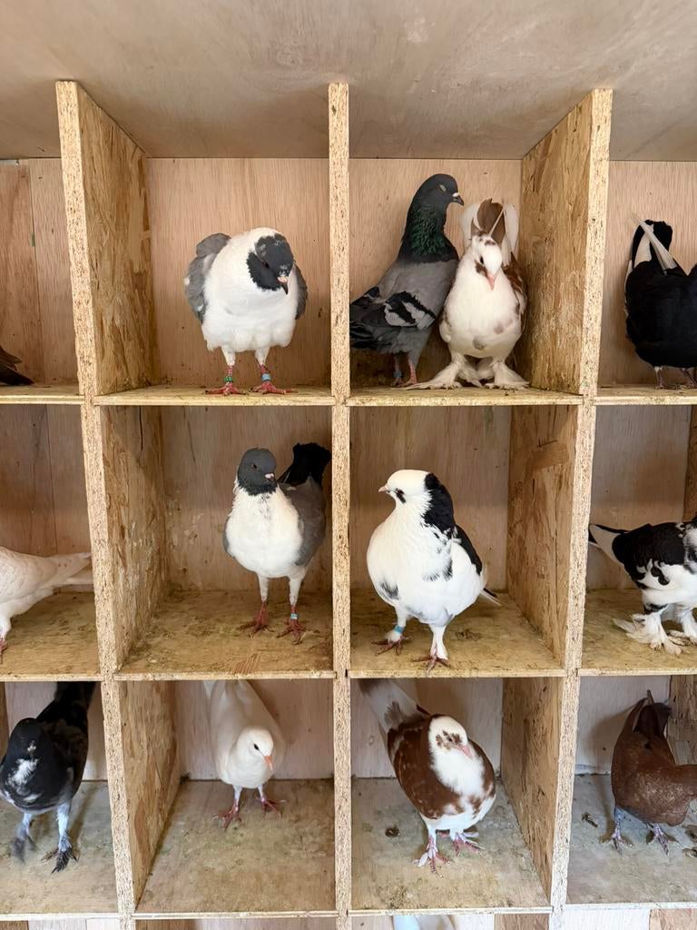 Sierduiven., Meerdere dieren, Overige soorten