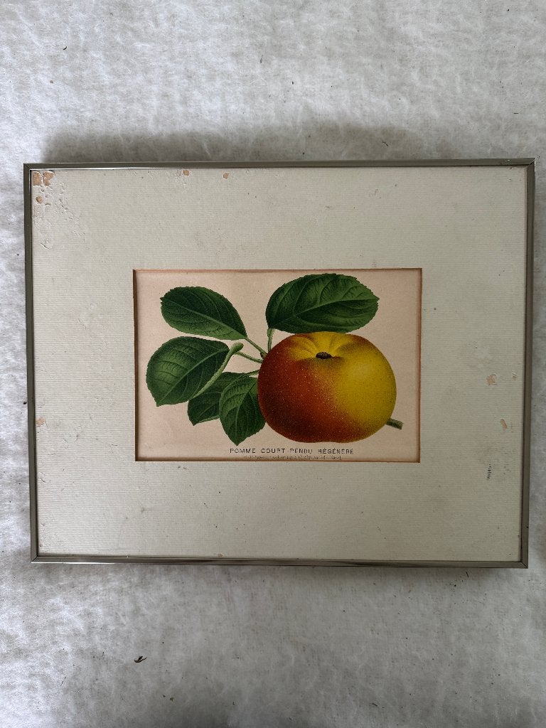 3 antieke botanische fruitprenten ca. 1900, Antiek en Kunst, Kunst | Etsen en Gravures, Ophalen of Verzenden