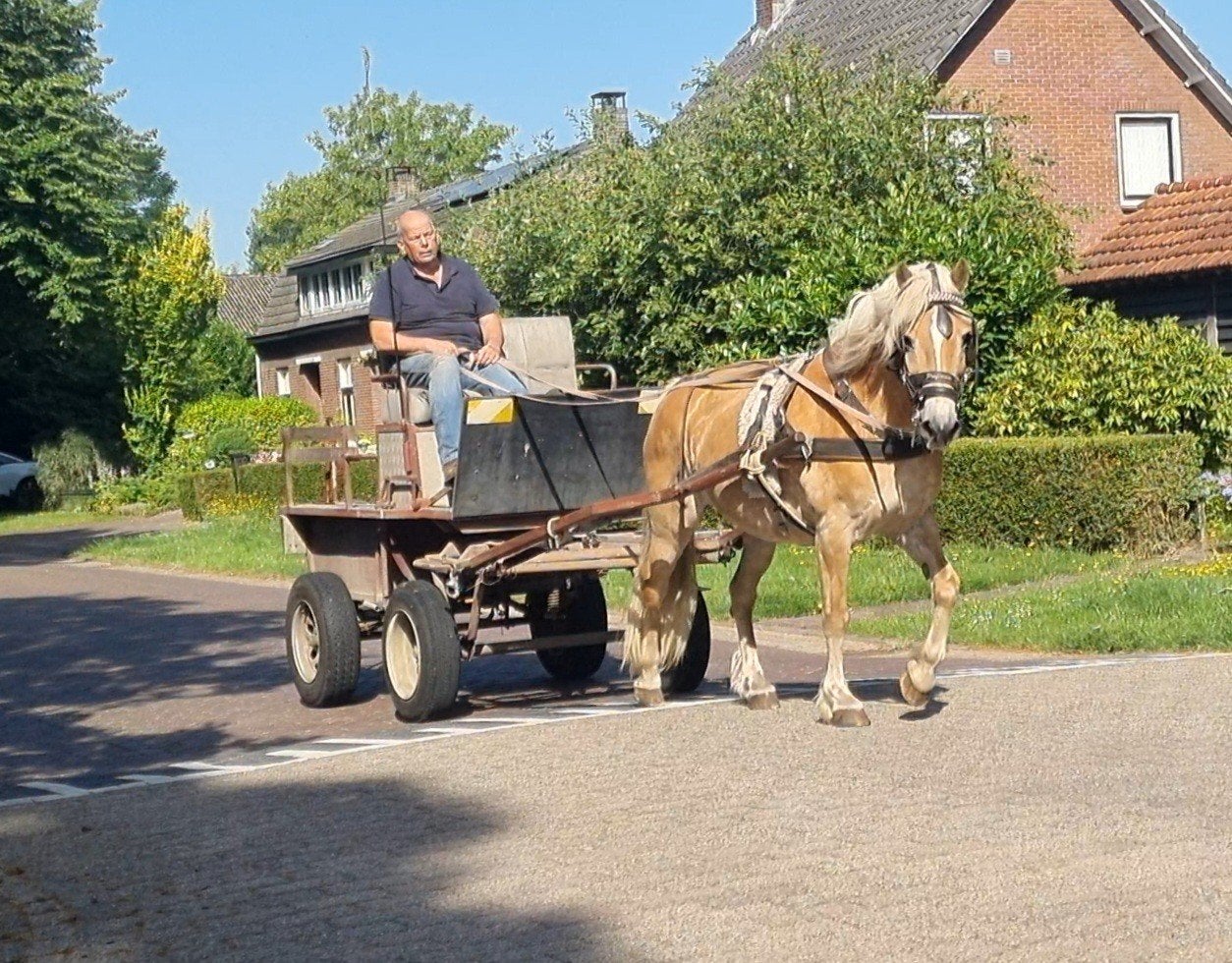 Leuke betuigde haflinger merrie met toebehoren, Dieren en Toebehoren, Pony's, Met stamboom, Zadelmak, 11 jaar of ouder, Merrie