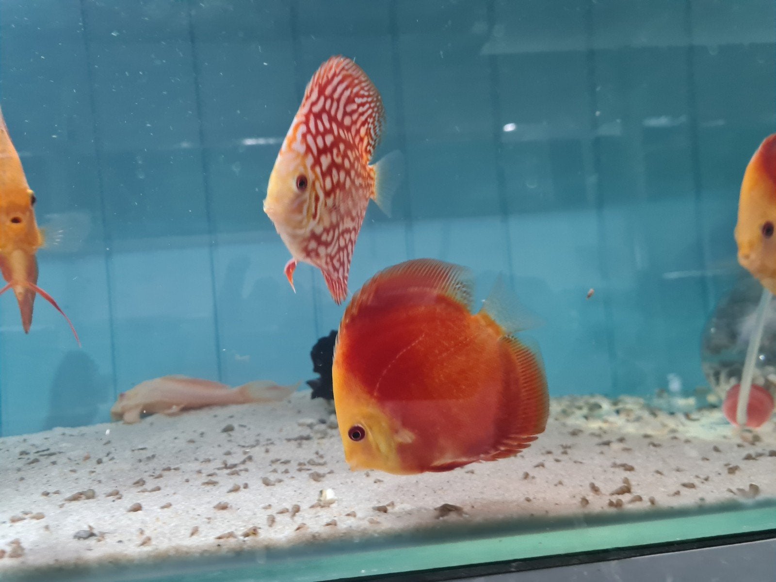 Red Melon Discus