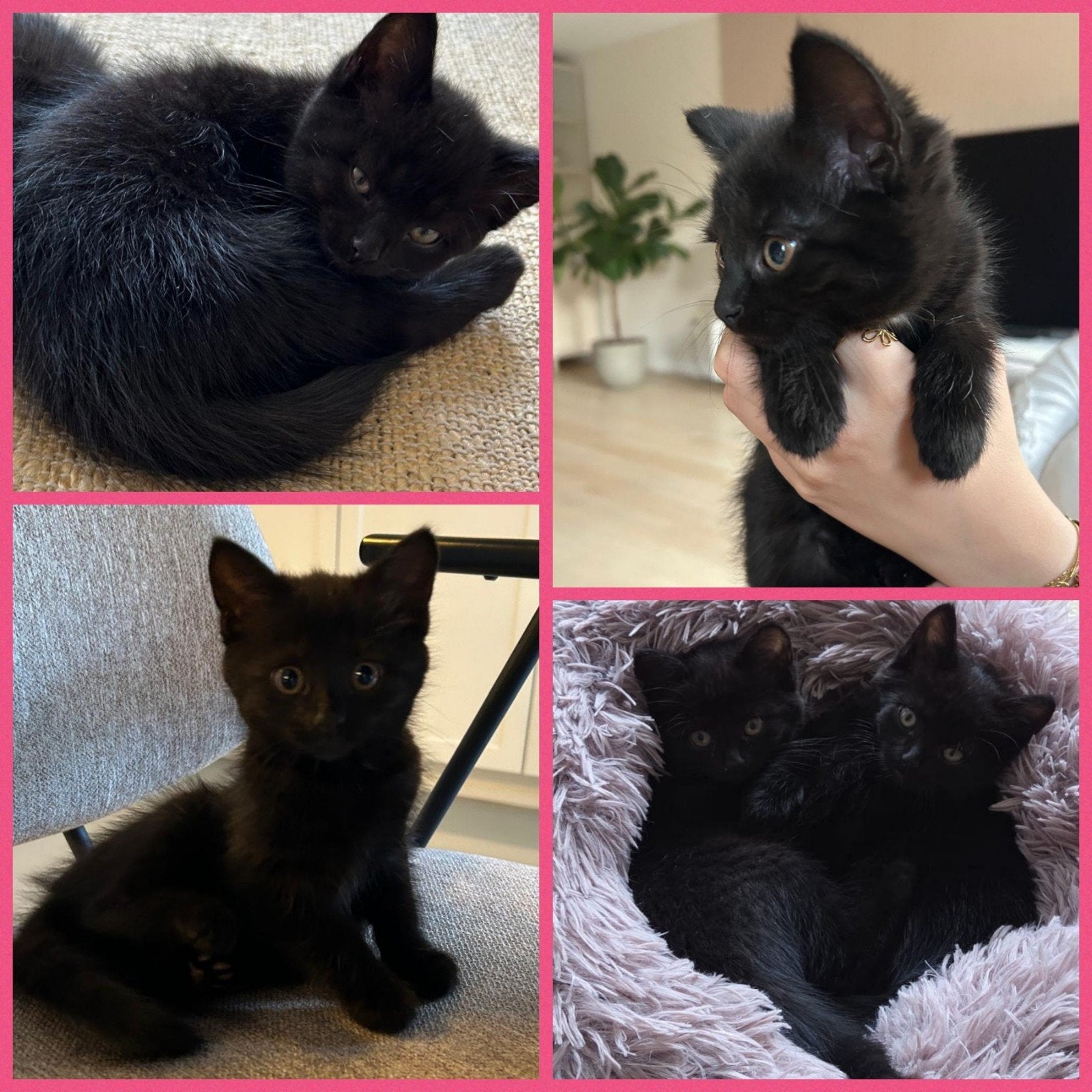 Hele mooie en lieve zwarte kitten (meisje) te koop!, Poes, Kortharig, 0 tot 2 jaar