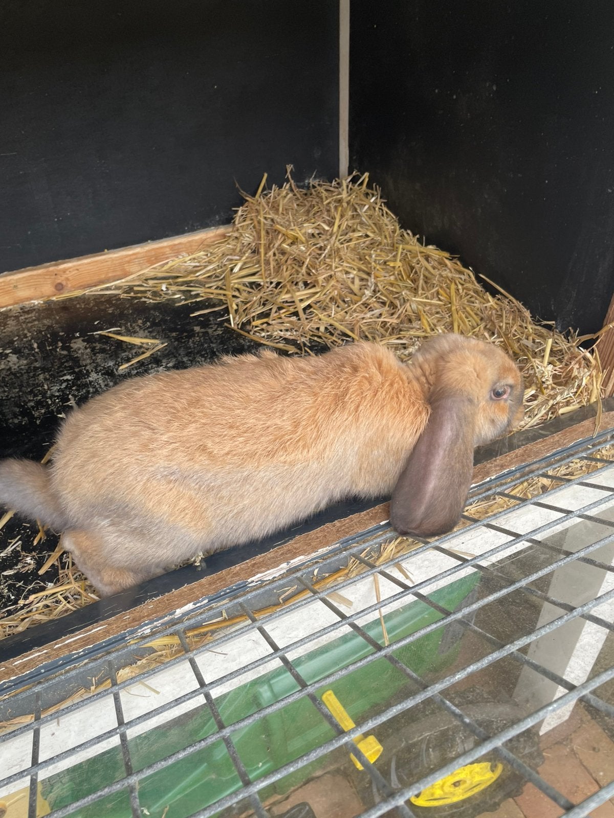 Franse hangoor jongen raszuiver, Meerdere dieren, Groot, Hangoor, 0 tot 2 jaar