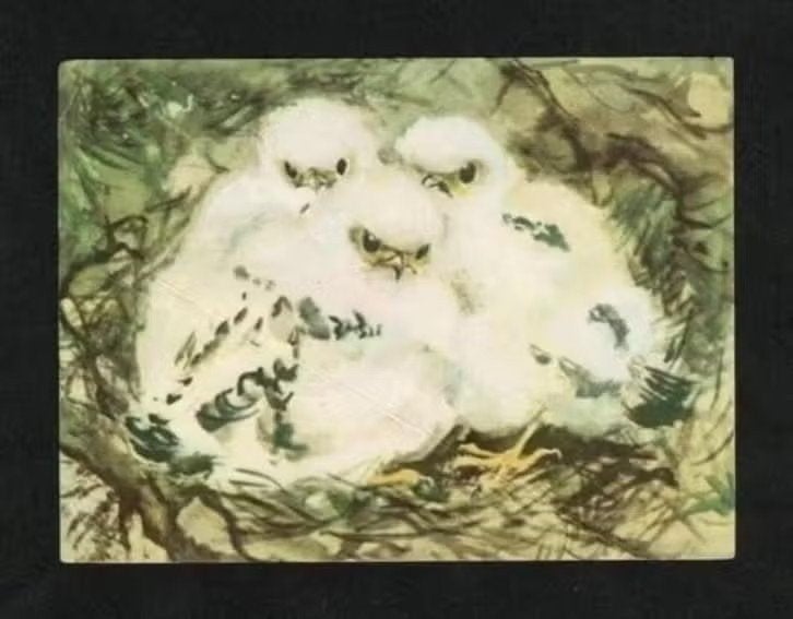 Albumplaatje Jonge Boomvalkjes Wattedotten in Nest., Ophalen of Verzenden, Zo goed als nieuw