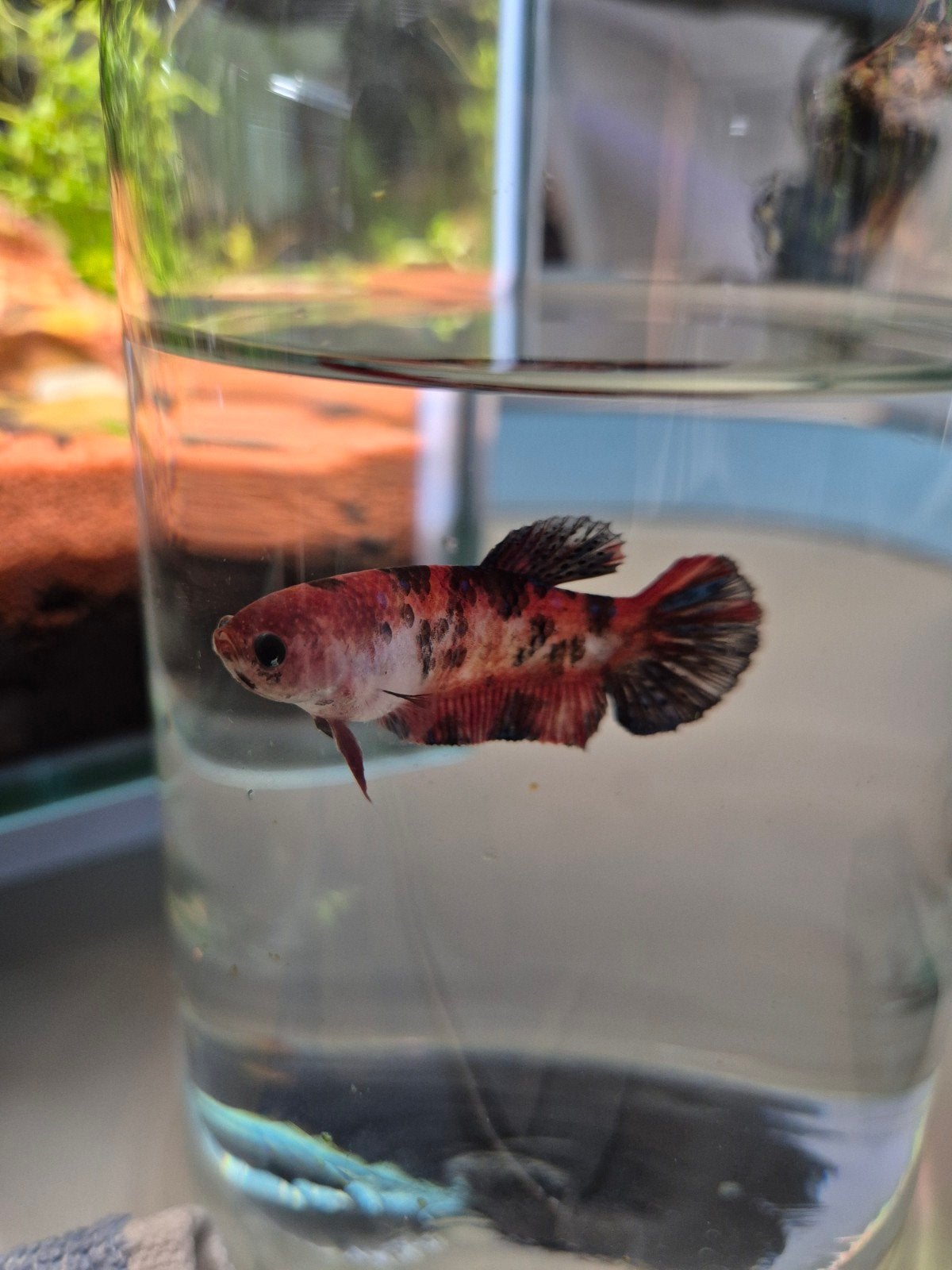 Betta splenders koi vrouwtje, Dieren en Toebehoren, Vissen | Aquariumvissen, Vis