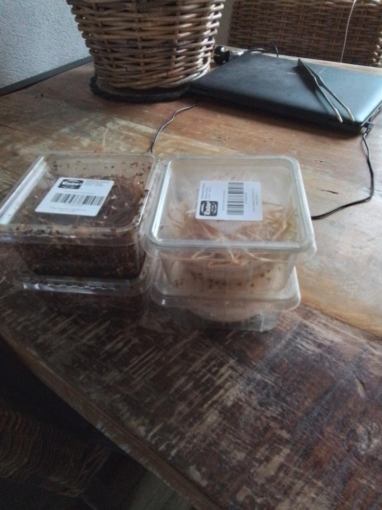 Gratis af te halen 4 bakjes fruitvliegjes, Dieren en Toebehoren, Reptielen en Amfibieën, Schildpad, 0 tot 2 jaar
