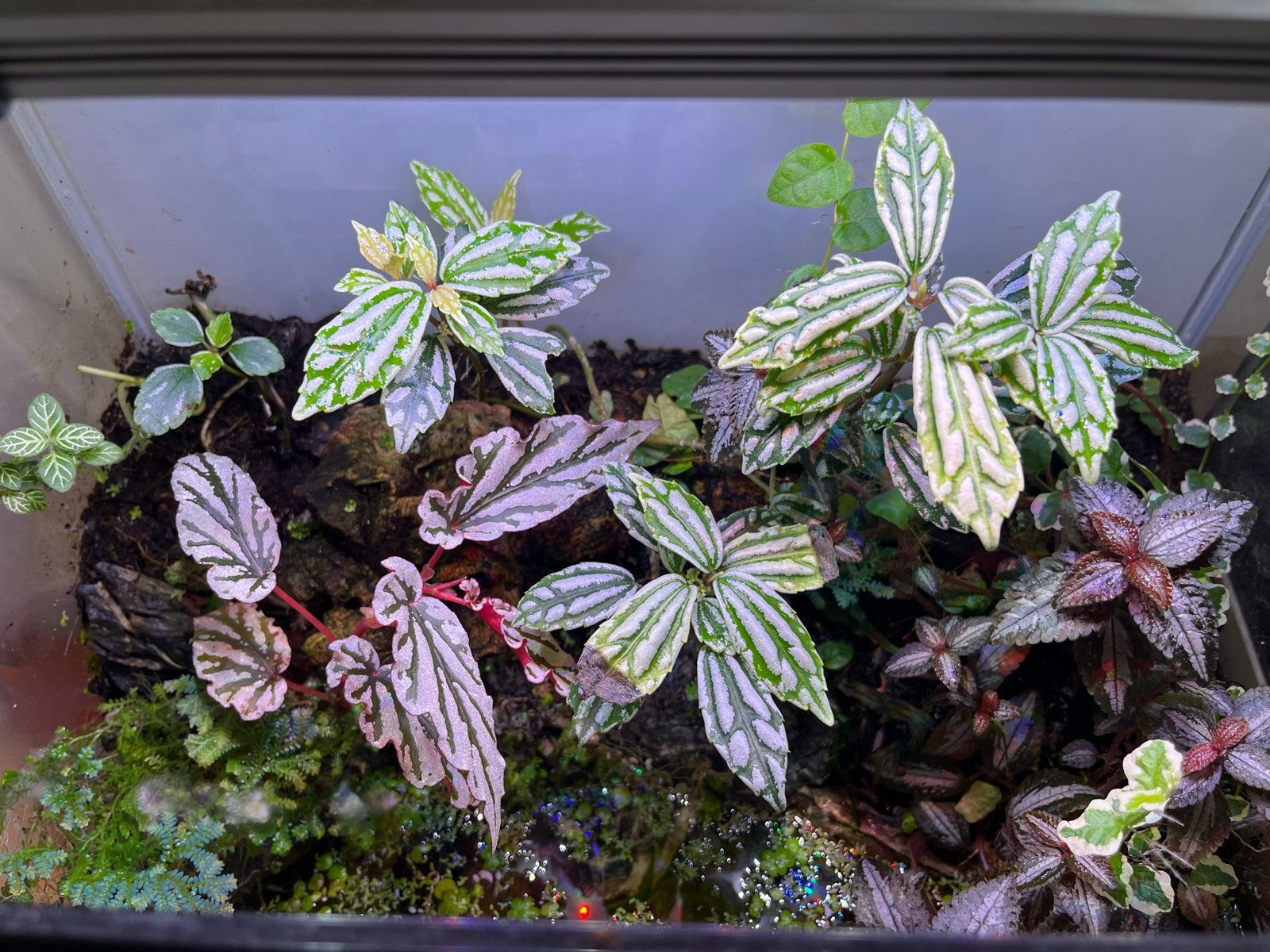 Ingericht terrarium met watersectie, Dieren en Toebehoren, Ophalen, Zo goed als nieuw, Gevuld zoetwateraquarium