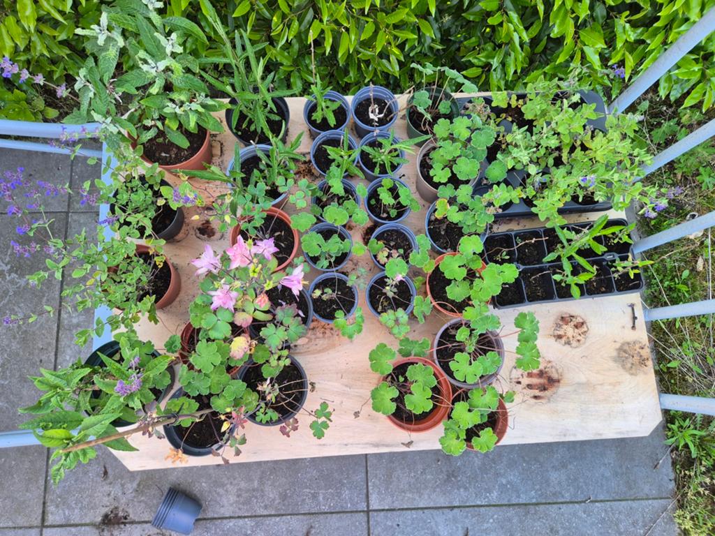 Plantjes op de kar, Ophalen, Vaste plant, Overige soorten, Volle zon