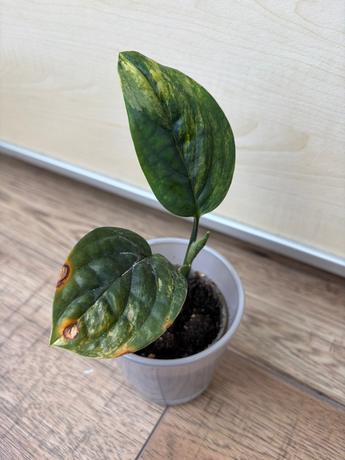 Monstera peru variegata, Ophalen of Verzenden, Halfschaduw, Minder dan 100 cm