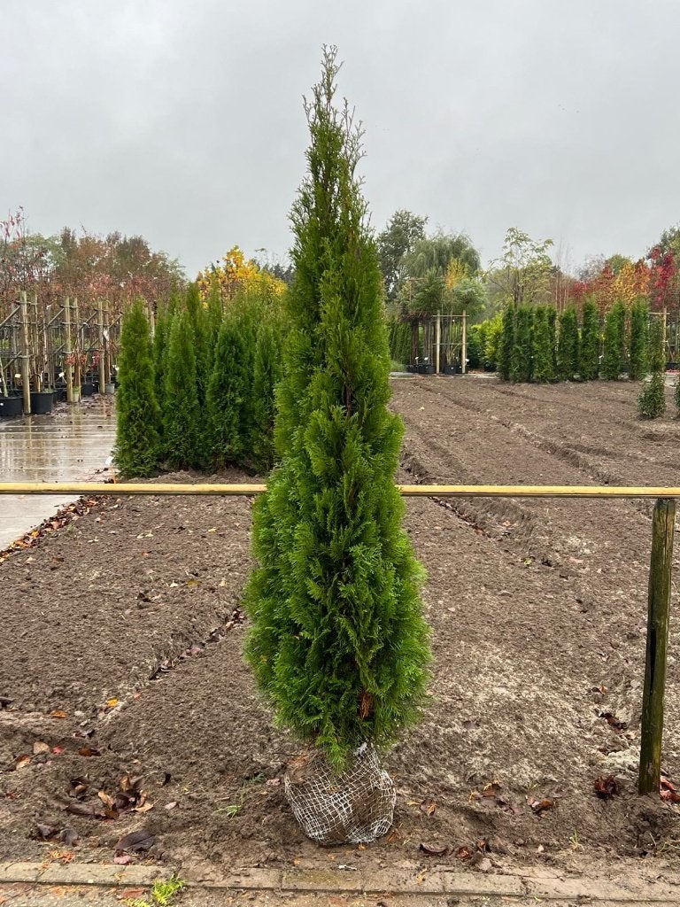 Thuja occ. Smaragd diverse maten (conifeer, haagconifeer), Ophalen, Conifeer, Haag, 100 tot 250 cm