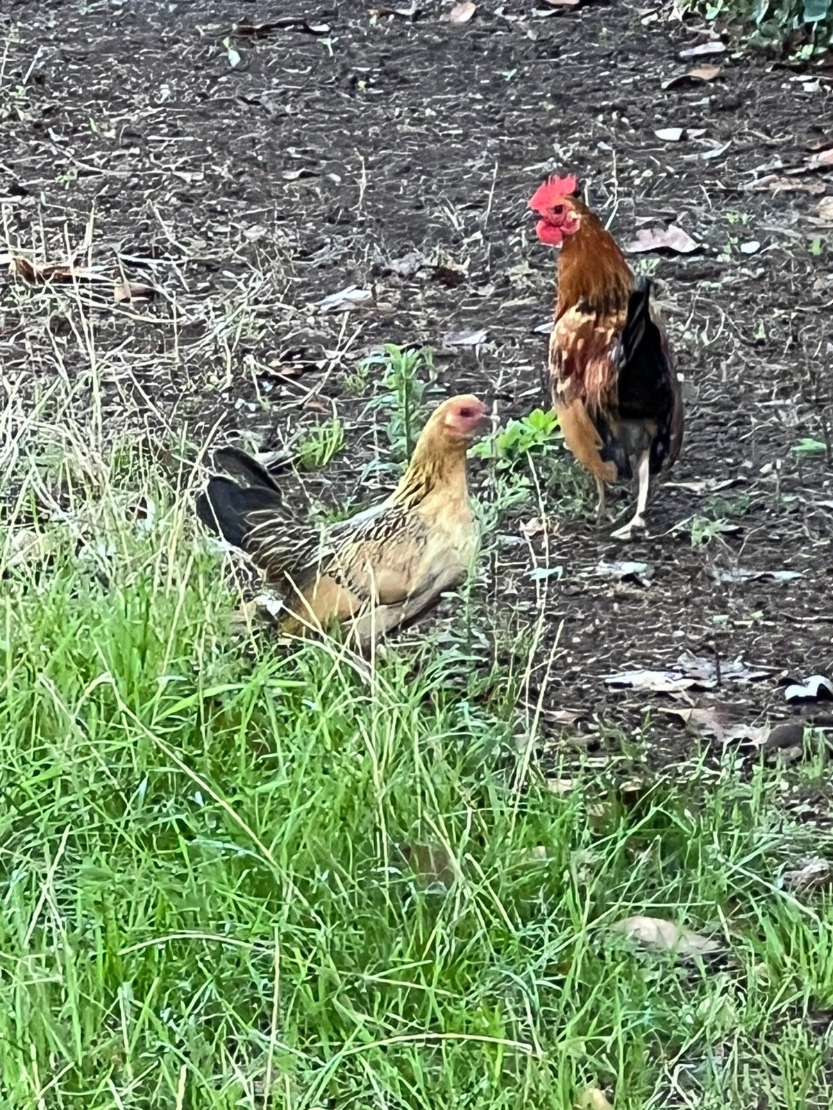 Mooie trio kleine krieltjes, Dieren en Toebehoren, Meerdere dieren, Kip