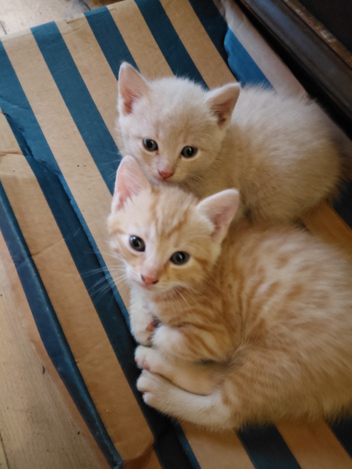 2 lieve prachtige kittens van 22april zoeken een nieuw thuis, Kater