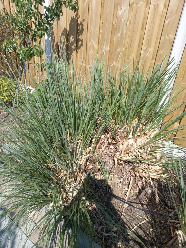 1m² pampusgras Ruilen, Tuin en Terras, Planten | Tuinplanten, Ophalen, Volle zon, Vaste plant, Siergrassen