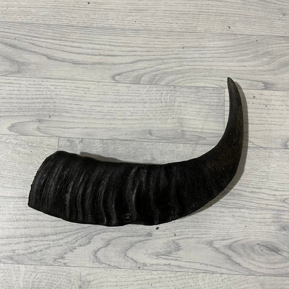 Waterbuffel hoorn los 50cm nr 310 | Lederstore, Ophalen of Verzenden, Nieuw, Boerderijdier, Gewei of Kop