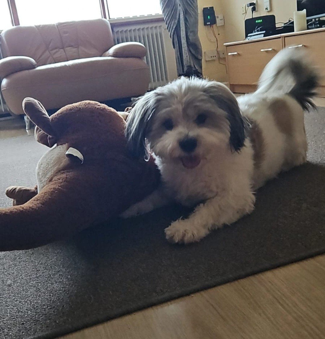 Hond te koop, Dieren en Toebehoren, Honden | Niet-rashonden, Particulier, Reu, Buitenland, Parvo