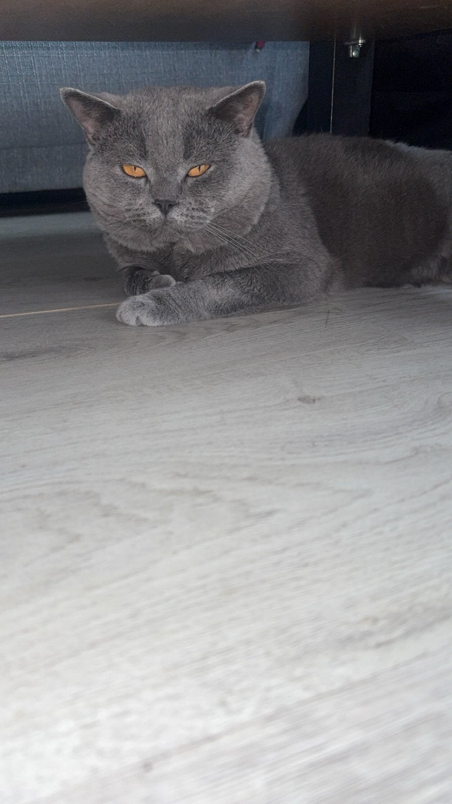 Britse korthaar grijs, Dieren en Toebehoren, Katten en Kittens | Dekkaters, 0 tot 2 jaar