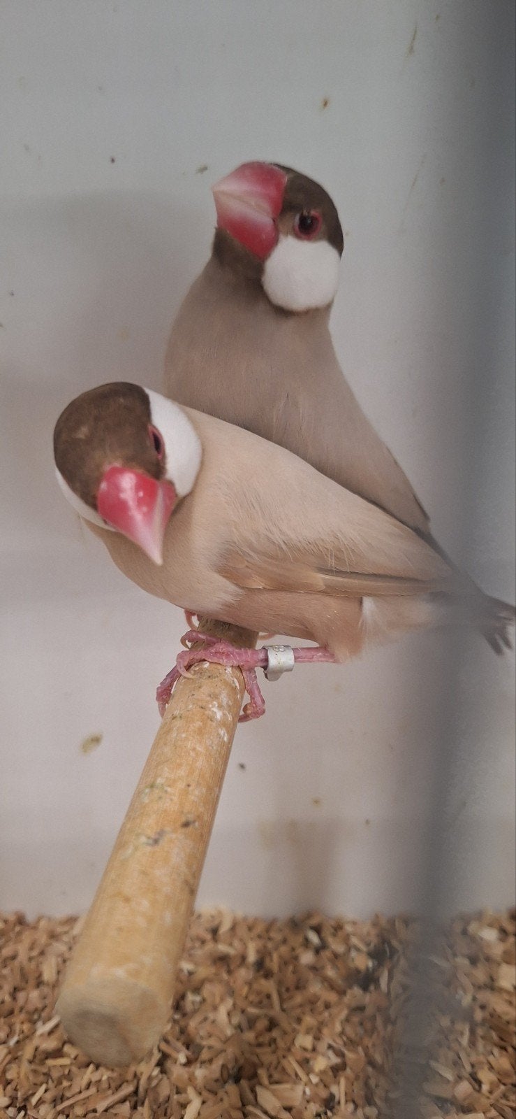 mooie koppeltjes mokka Rijstvogels geringd en Onverwant, Dieren en Toebehoren, Meerdere dieren, Tropenvogel, Geringd
