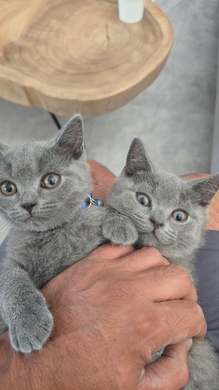 britse korthaar kittens, Dieren en Toebehoren, Kater, Kortharig, 0 tot 2 jaar