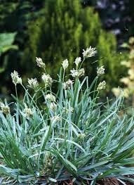 sesleria caerulea. laag blauw siergras P9 planten, Vaste plant, Siergrassen, Ophalen of Verzenden, Halfschaduw