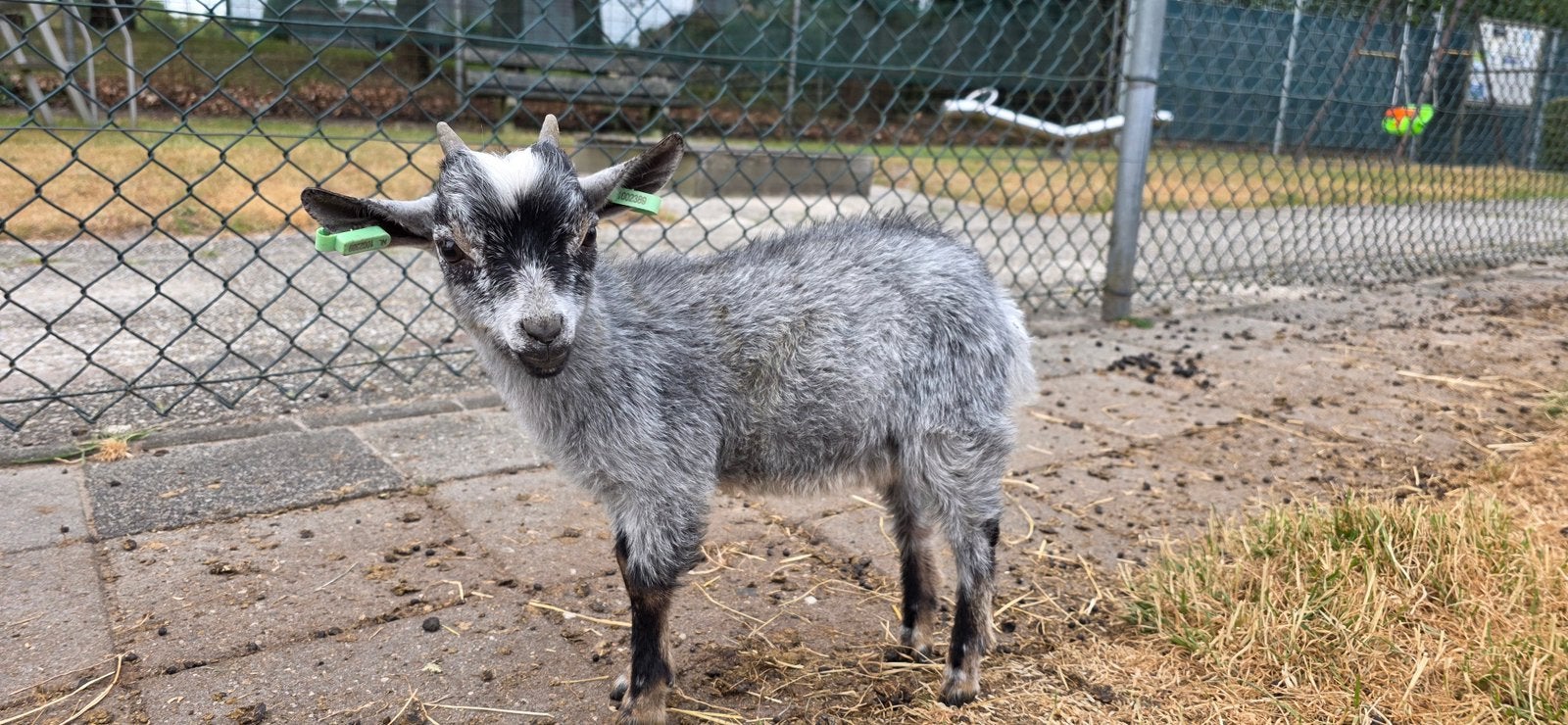 Twee mini dwerggeiten (bokjes), Dieren en Toebehoren, Schapen, Geiten en Varkens, Mannelijk, Geit, 0 tot 2 jaar