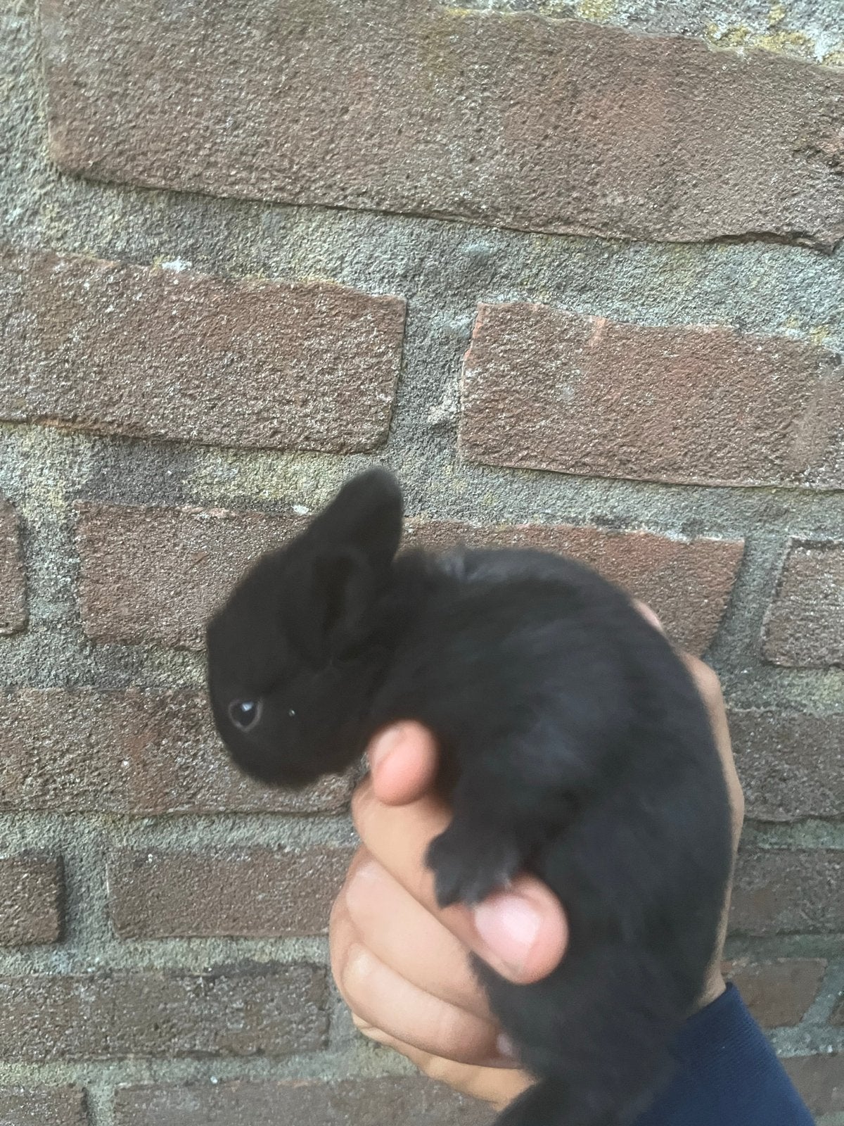 Hele mooie schattige babykonijn, Dieren en Toebehoren, Konijnen