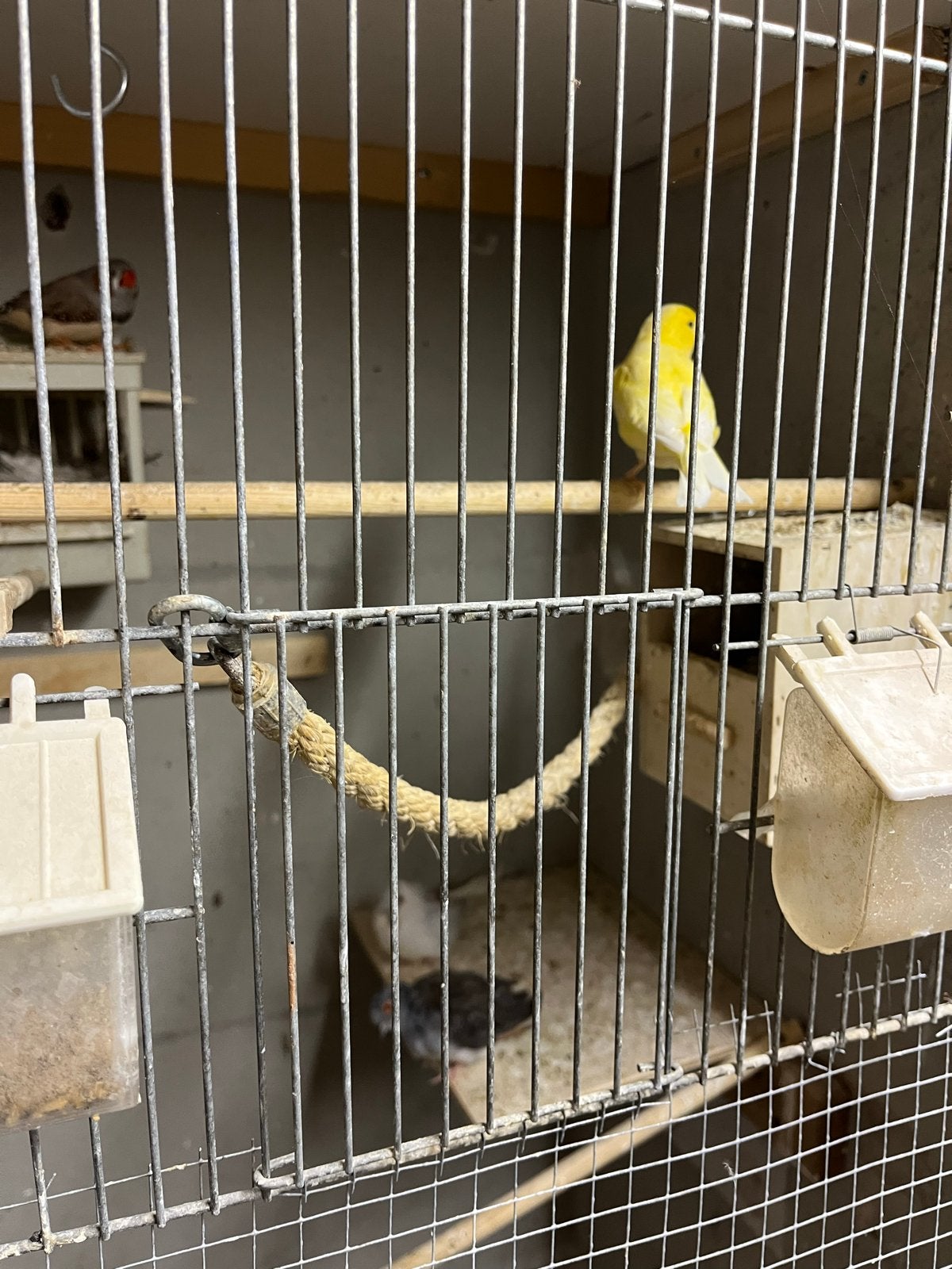 Kanarie, Geslacht onbekend, Wildzangvogel, Tam