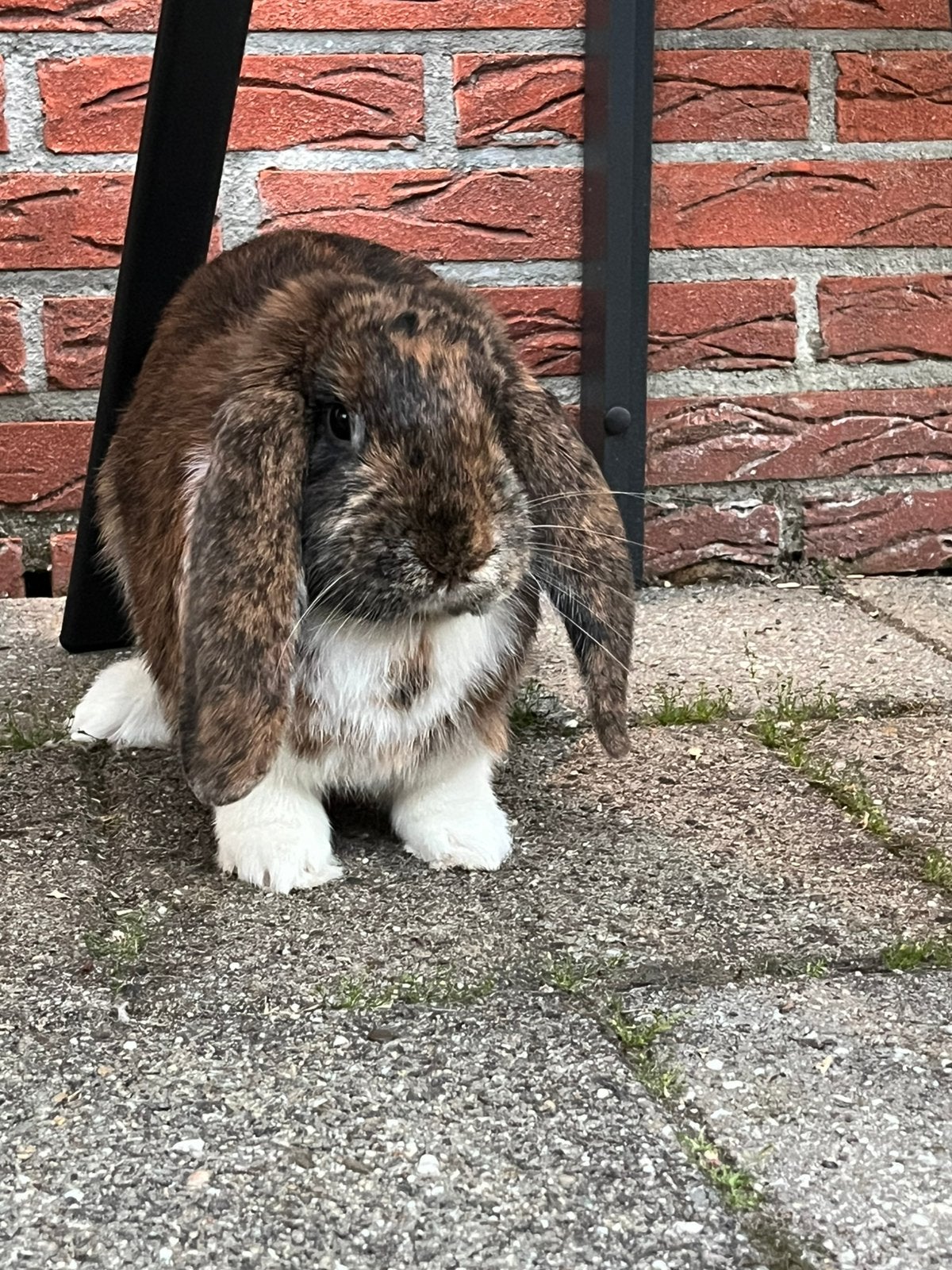 Pepper zoekt een nieuw huisje met maatje, Dieren en Toebehoren, Vrouwelijk, Groot