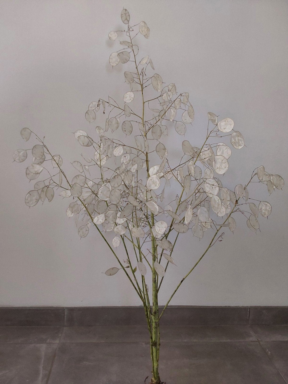 Judaspenning, Huis en Inrichting, Woonaccessoires | Droogbloemen, Ophalen