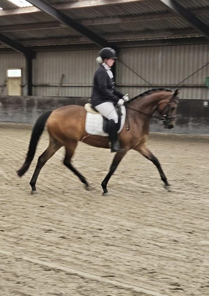 Zeer knappe 5 jarige veelzijdige merrie Incognito x United, Dieren en Toebehoren, Paarden, Merrie, Met stamboom, Dressuurpaard
