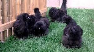 Zijdehoen kippen., Dieren en Toebehoren, Vrouwelijk, Kip